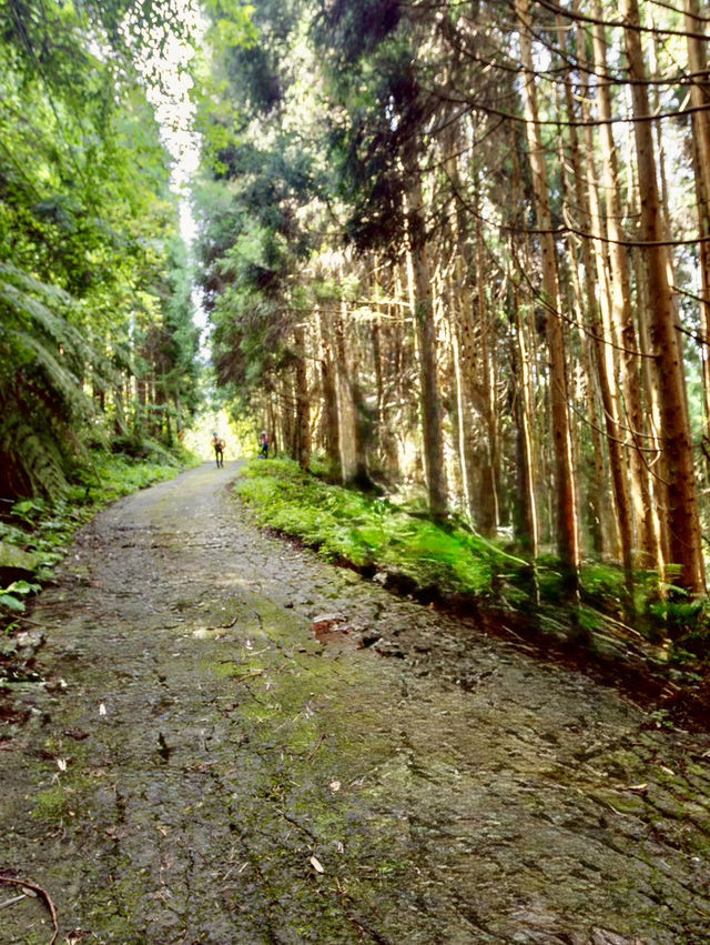 峰市集、原住民族館及民都有山步道走走