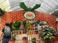 🍓Not Just Strawberries — Big Strawberry Farm, Cameron Highlands