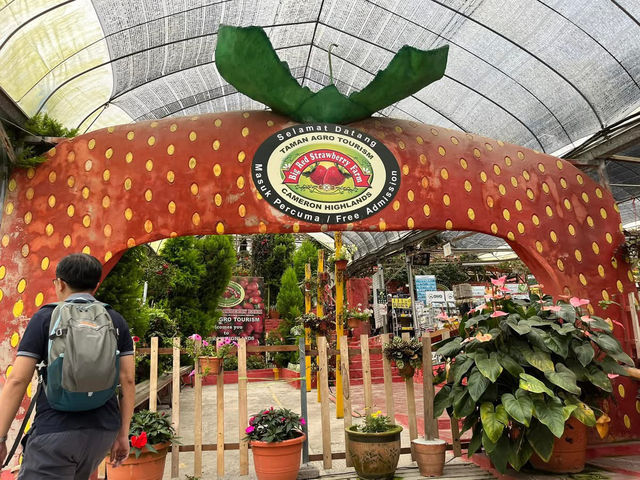 🍓Not Just Strawberries — Big Strawberry Farm, Cameron Highlands