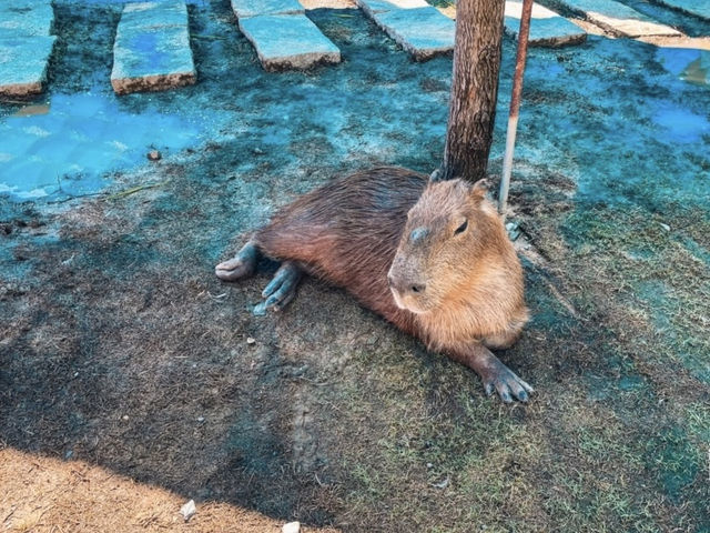 在花蓮山海之間 遇見最溫柔的動物樂園