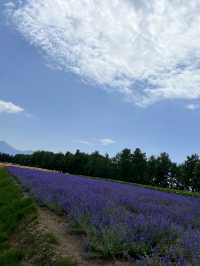 北海道 美瑛（四季彩之丘）（白金青池）（白鬚瀑布）、富良野（富田農場）