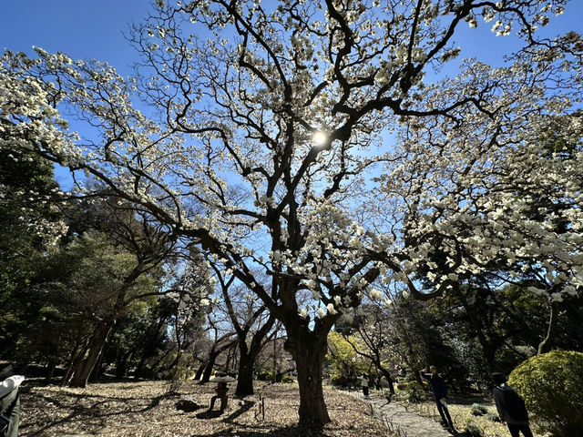 🌸城市中的綠色奇蹟！《新宿御苑》四季皆美的東京祕密花園，賞櫻、避暑、療癒心靈一次到位🍁🌿 