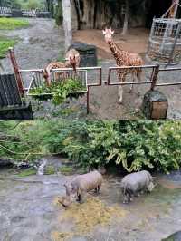 Exploring Taipei Zoo: A Journey Through Asia’s Premier Wildlife Park