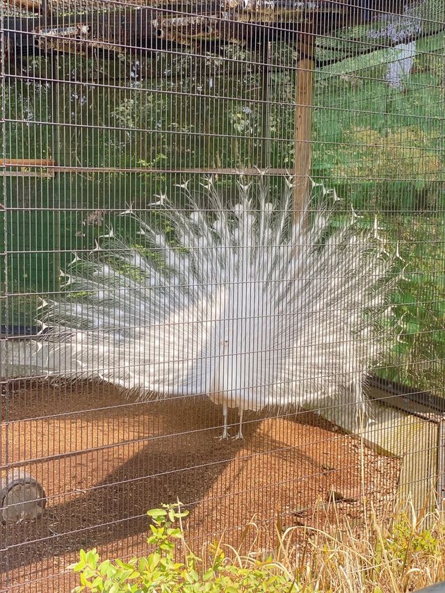～新竹市立動物園～優雅動物王國～