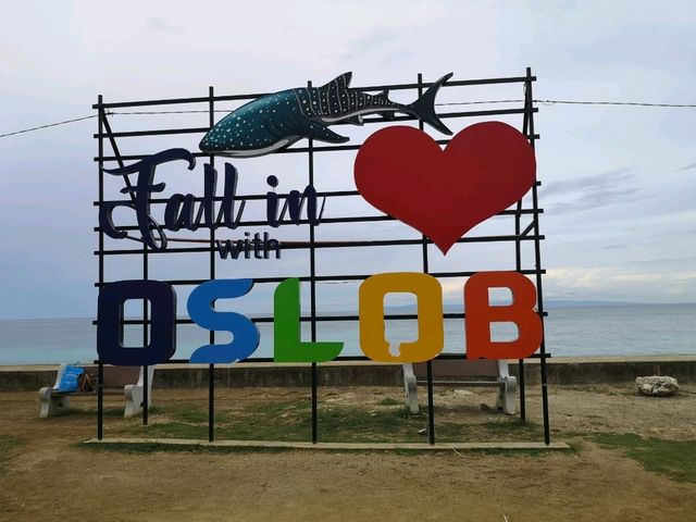 Join 1day Oslob Tour with Trip.com