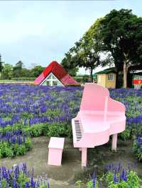 A Colorful Day at Zhongshe Flower Farm, Taichung