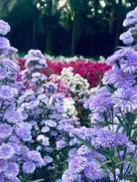 ไร่คุณอารียา (Ariya Flower Farm)