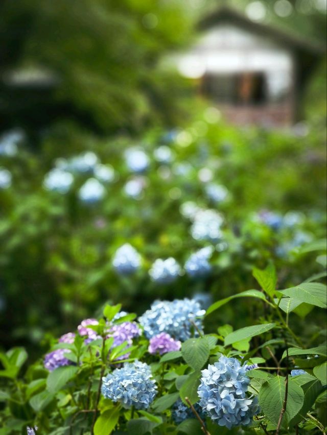 京都三千院，夏天也優美