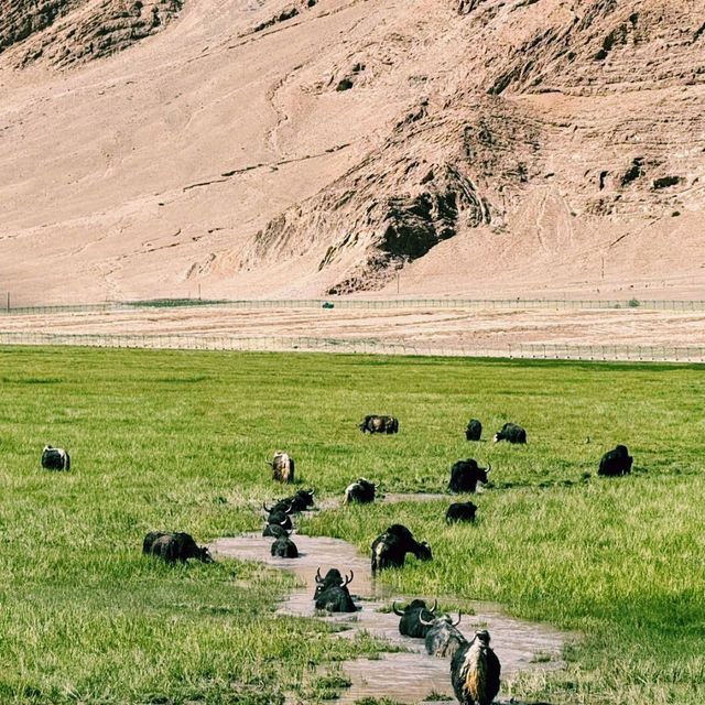 中國西藏阿里著名景點班公湖旅行遊玩攻略，適合打卡拍照📸