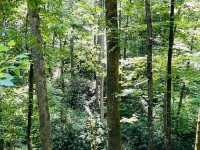 Pisgah National Forest