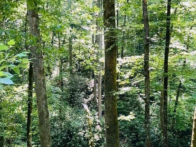 Pisgah National Forest