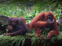 🦁 Singapore Zoo — A Wild Day in a Rainforest Wonderland