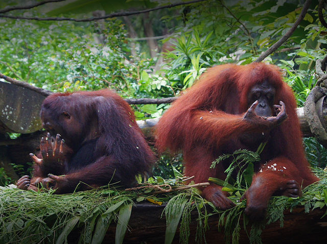 🦁 Singapore Zoo — A Wild Day in a Rainforest Wonderland