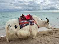 Whispers from the Plateau: Qinghai Lake’s Timeless Beauty