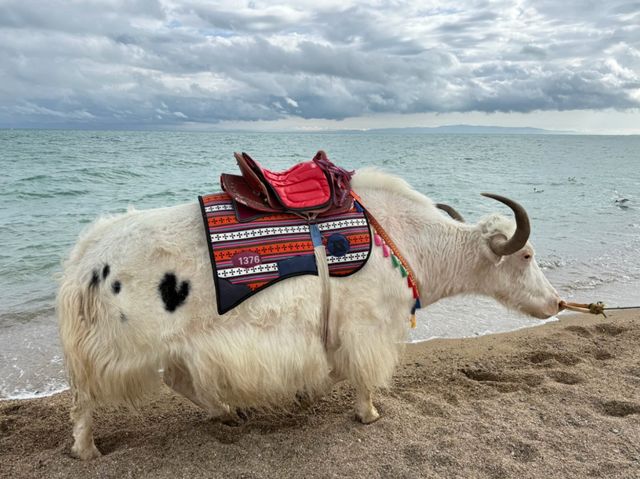 Whispers from the Plateau: Qinghai Lake’s Timeless Beauty