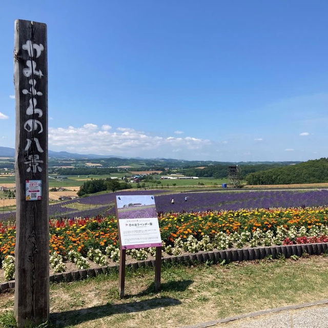 Hinode Lavender Garden: A Solo Traveler’s Purple Paradise in Hokkaido"** 🪻🏔️   