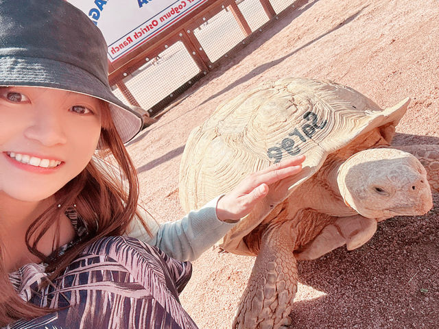 Rooster Cogburn Ostrich Ranch|圖森必玩餵食動物趣味攻略 Rooster Cogburn Ostrich Ranch|圖森必玩餵食動物趣味攻略
