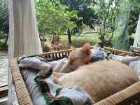 คาเฟ่เปิดใหม่ศรีราชา THUM FARM CAFE