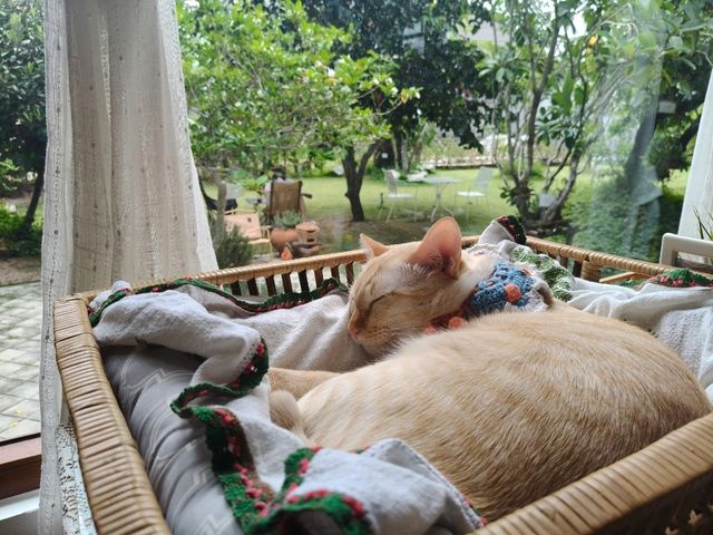 คาเฟ่เปิดใหม่ศรีราชา THUM FARM CAFE