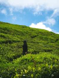 Ghibli aesthetics in Cameron Highlands, Malaysia!