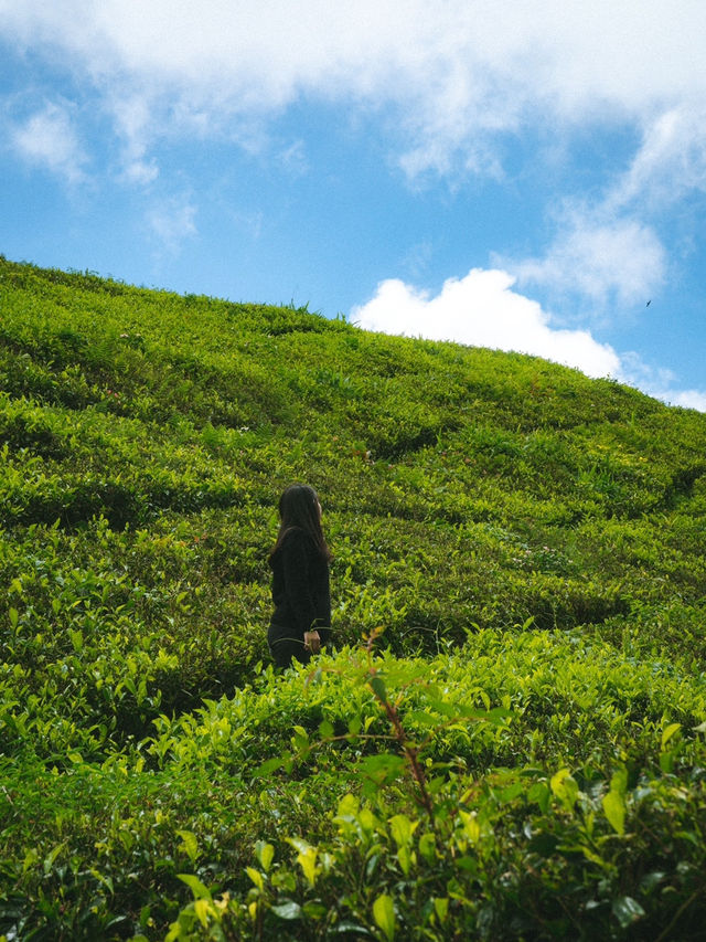 Ghibli aesthetics in Cameron Highlands, Malaysia!