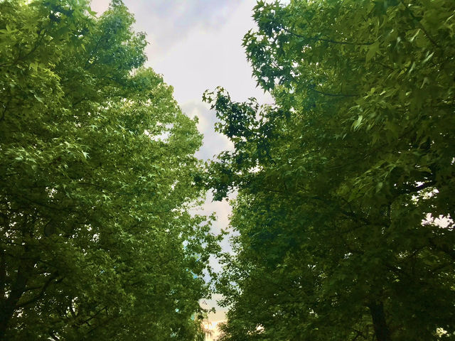 🌸 横浜新港中央広場の紫陽花から、ワールドポーターズ散策、エアキャビンで桜木町へ戻る旅