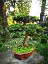 🌳 People’s Park Chengdu: A Historic Heartbeat of Sichuan