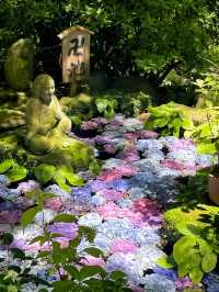 【長谷寺|鎌倉海風中的靜謐祈禱】