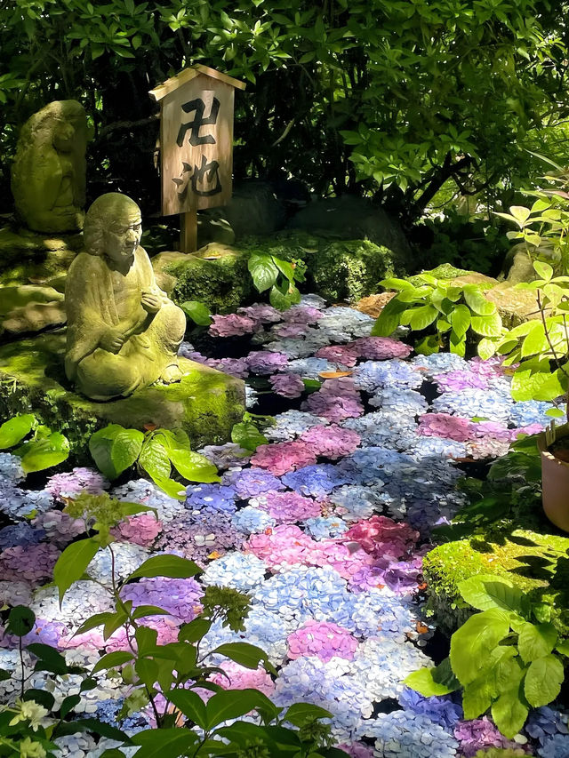 【長谷寺|鎌倉海風中的靜謐祈禱】  【長谷寺|鎌倉海風中的靜謐祈禱】