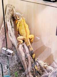 Just Farm @ Just Pets Damansara PJ: The Ultimate Indoor Petting Zoo Experience 