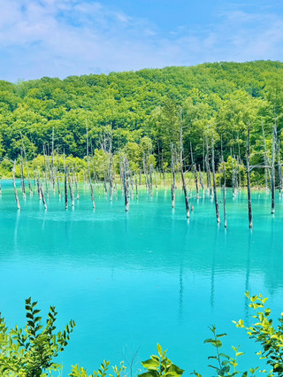 從札幌出發，前往美瑛的感性之旅