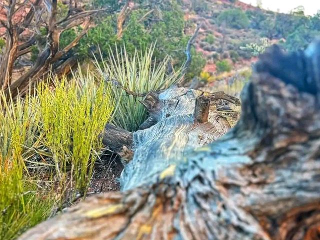 🌄 Oak Creek Canyon – A Scenic Drive Through Nature’s Masterpiece 🍃✨🇺🇸