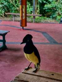Iguazú Falls – Nature’s Thundering Wonder.