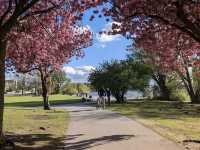 Alster Lakes