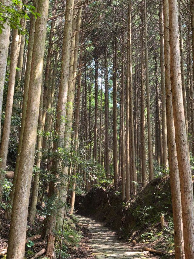 ✨熊野古道中邊路徒步之旅 ✨熊野古道中邊路徒步之旅