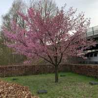 Arboretum Kalmthout
