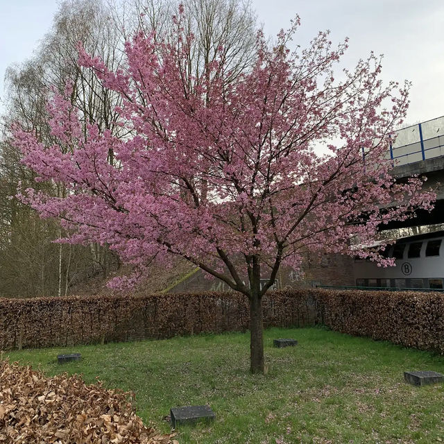 Arboretum Kalmthout