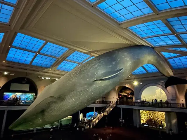 A Journey Through Time and Wonder in New York