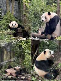 🐼📍เที่ยวเฉิงตู Panda Valley Dujiangyan🎋✨
