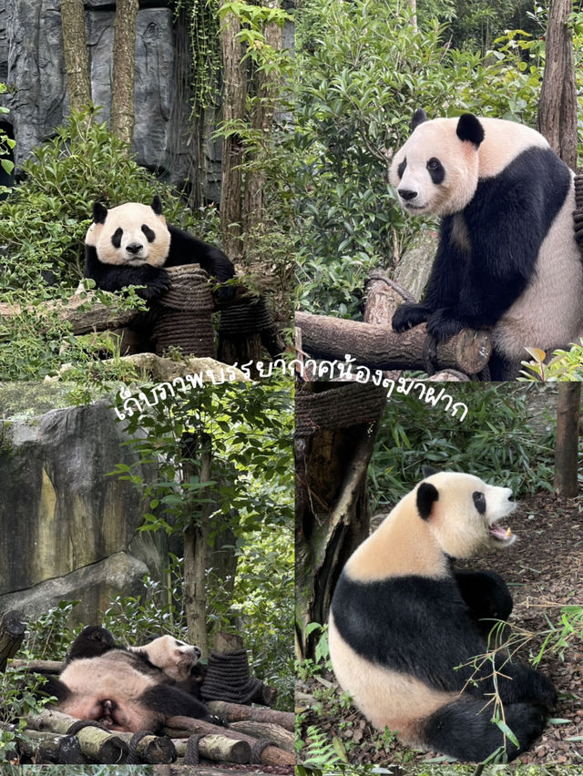 🐼📍เที่ยวเฉิงตู Panda Valley Dujiangyan🎋✨