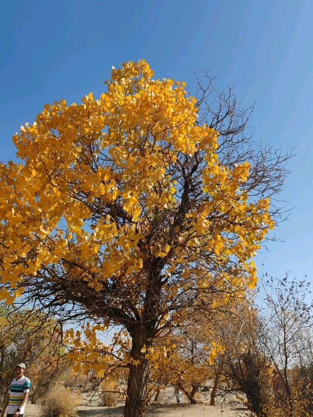 The Spirit of the Desert Poplar