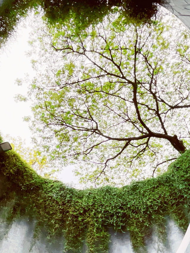 🌳 Tips | Fort Canning Tree Tunnel: Singapore's Magical Photographic Portal! 📸