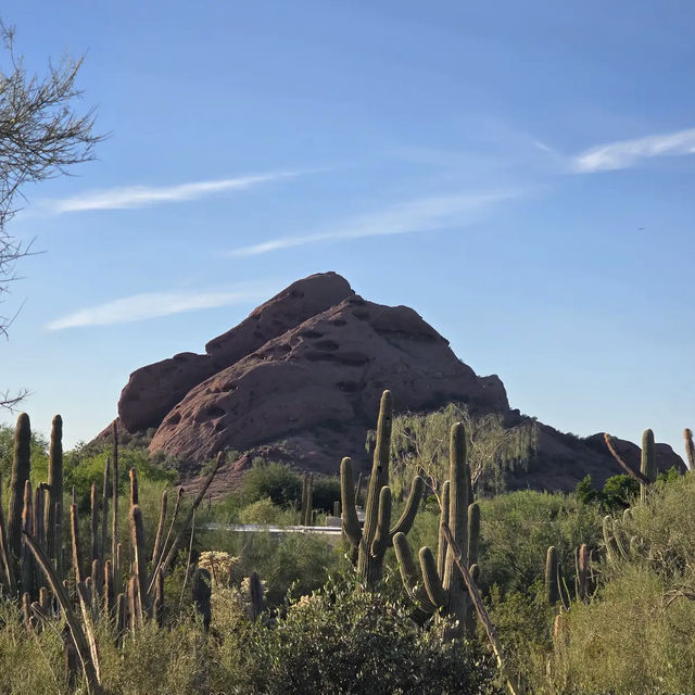 Desert Botanical Garden