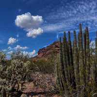 Desert Botanical Garden