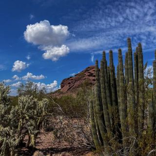 Desert Botanical Garden