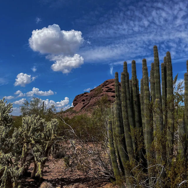 Desert Botanical Garden
