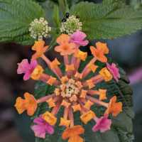 Jardim Botânico da Ajuda