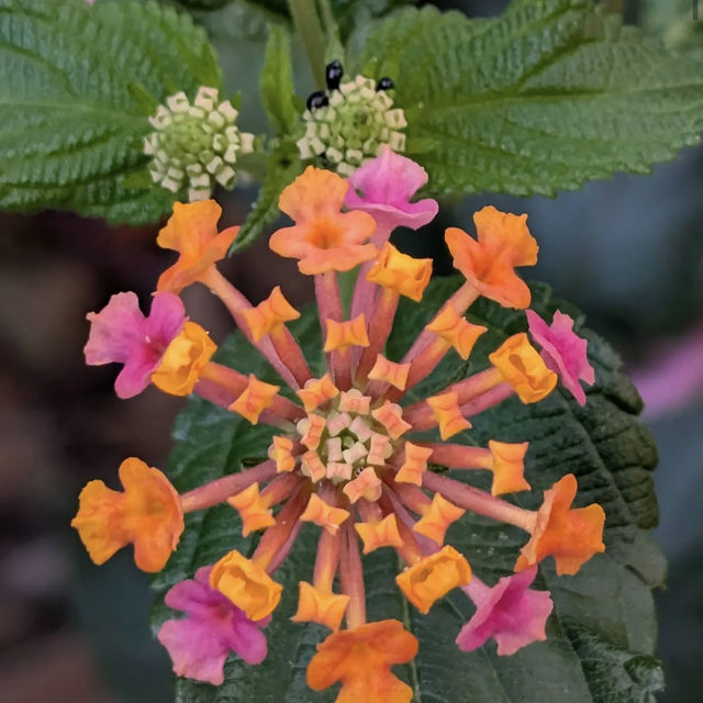 Jardim Botânico da Ajuda