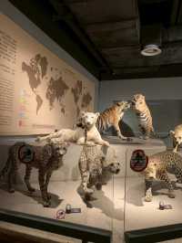 Shanghai Natural Museum 🐒🫎🦕🦖🦑🐋