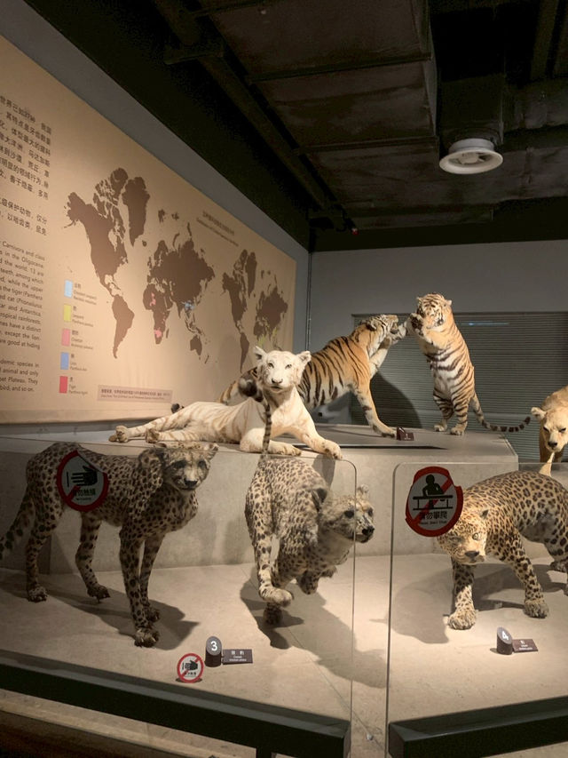 Shanghai Natural Museum 🐒🫎🦕🦖🦑🐋
